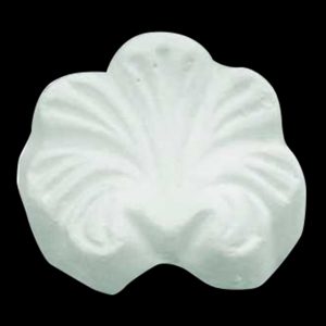 S02 - Lions Paw Shell